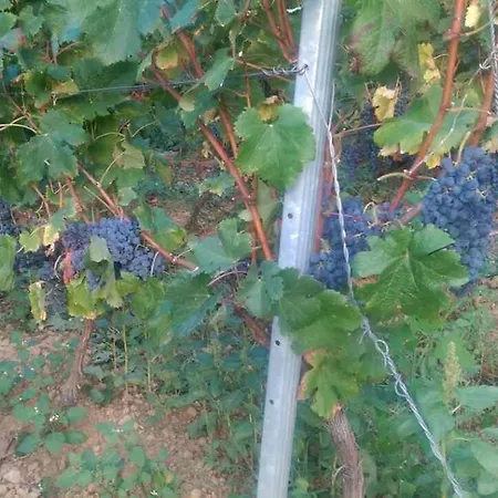 Apartman Rino Rogoznica