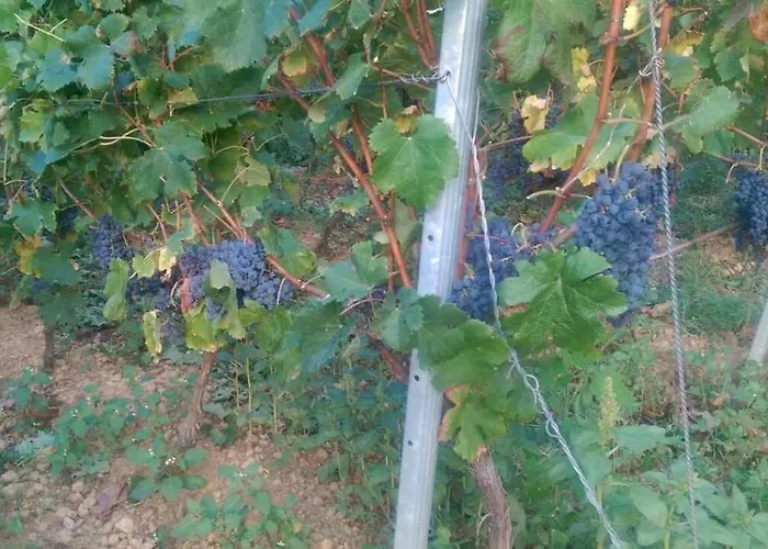 Apartman Rino Rogoznica (Sibenik-Knin)